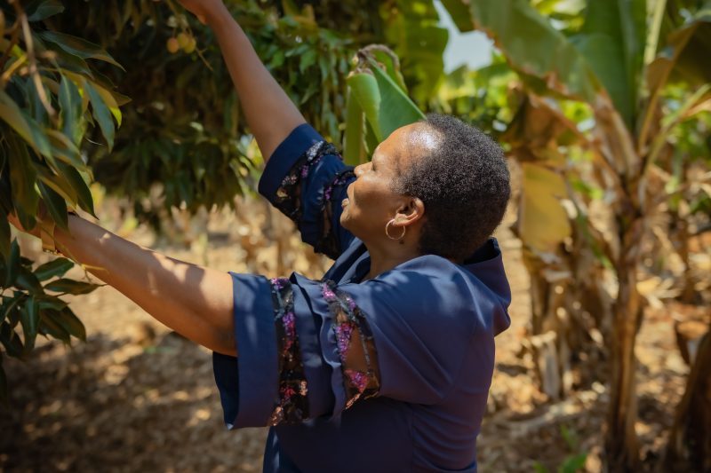 Honorable Chido Madiwa is picking fruit from a tree in Honde Valley, Zimbabwe.